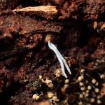 倒木中の虫から出た冬虫夏草の高画質写真です。横浜市 青葉区 寺家ふるさと村で、2024年6月9日に撮影したものです。