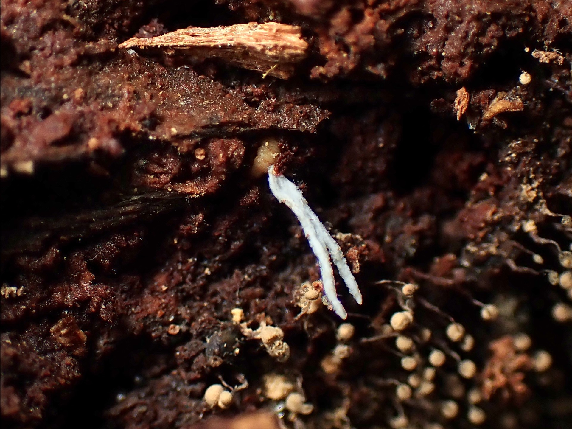倒木中の虫から出た冬虫夏草の高画質写真です。横浜市 青葉区 寺家ふるさと村で、2024年6月9日に撮影したものです。