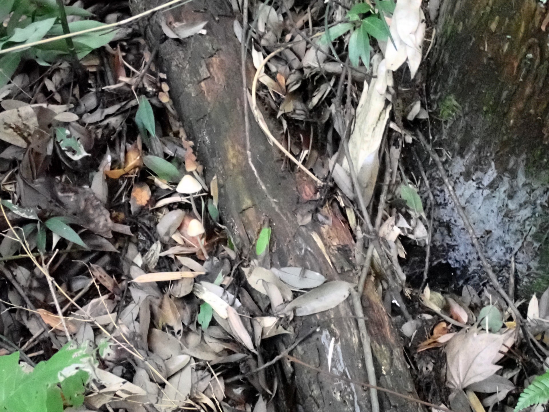 キララタケ の高画質写真です。横浜市 青葉区 寺家ふるさと村で、2024年6月4日に撮影したものです。