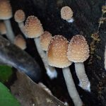 キララタケ の高画質写真です。横浜市 青葉区 寺家ふるさと村で、2024年6月4日に撮影したものです。