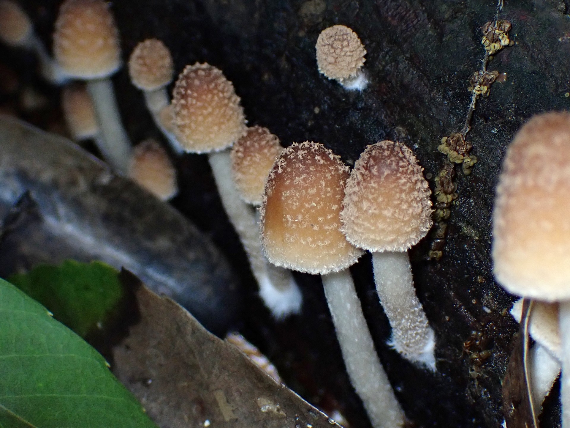 キララタケ の高画質写真です。横浜市 青葉区 寺家ふるさと村で、2024年6月4日に撮影したものです。