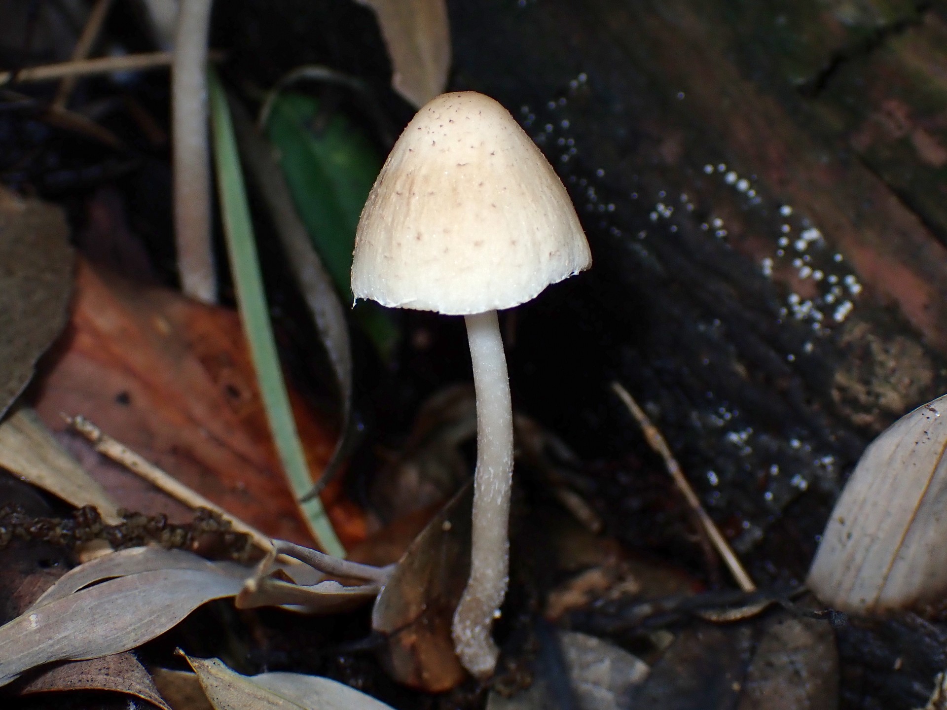 キララタケ の高画質写真です。横浜市 青葉区 寺家ふるさと村で、2024年6月4日に撮影したものです。