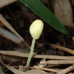 キツネノハナガサの高画質写真です。横浜市で、2024年6月24日に撮影したものです。