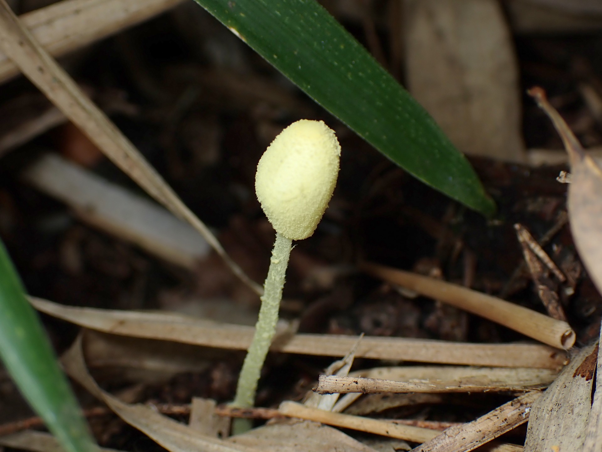 キツネノハナガサの高画質写真です。横浜市で、2024年6月24日に撮影したものです。