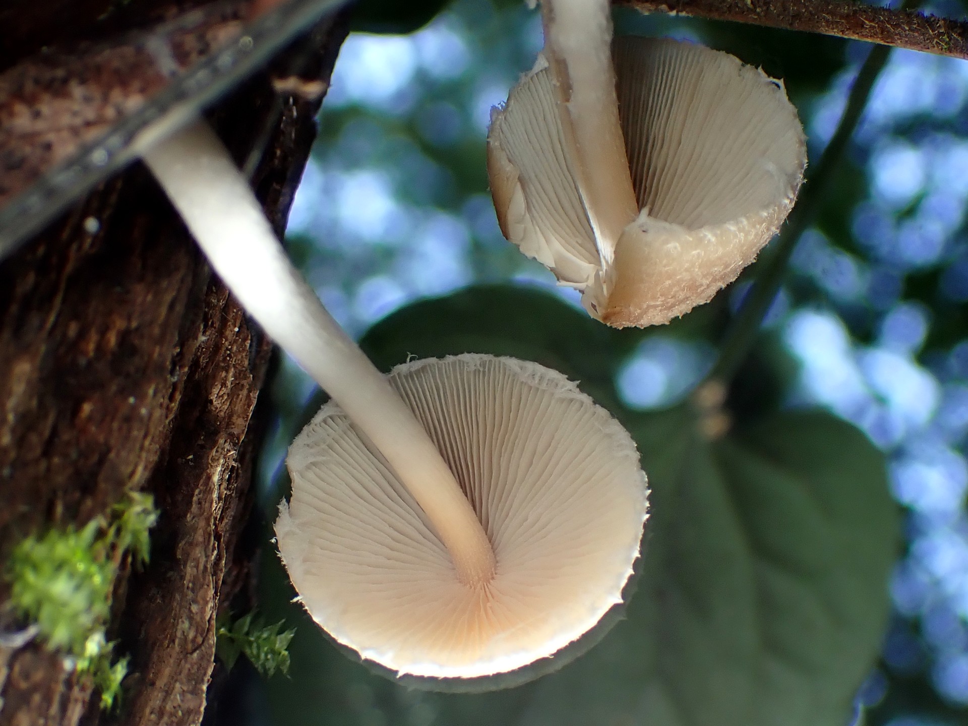 キツネノカラカサのヒダ の高画質写真です。横浜市 青葉区 寺家ふるさと村で、2024年6月5日に撮影したものです。