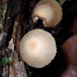 キツネノカラカサのカサ の高画質写真です。横浜市 青葉区 寺家ふるさと村で、2024年6月5日に撮影したものです。