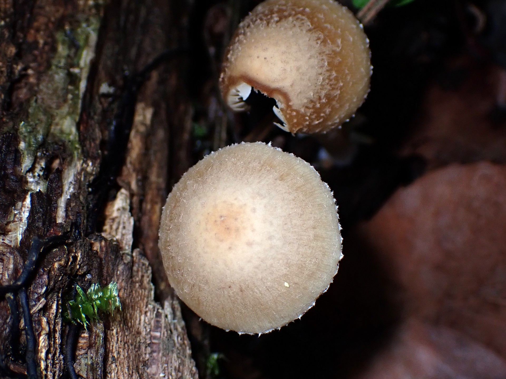 キツネノカラカサのカサ の高画質写真です。横浜市 青葉区 寺家ふるさと村で、2024年6月5日に撮影したものです。