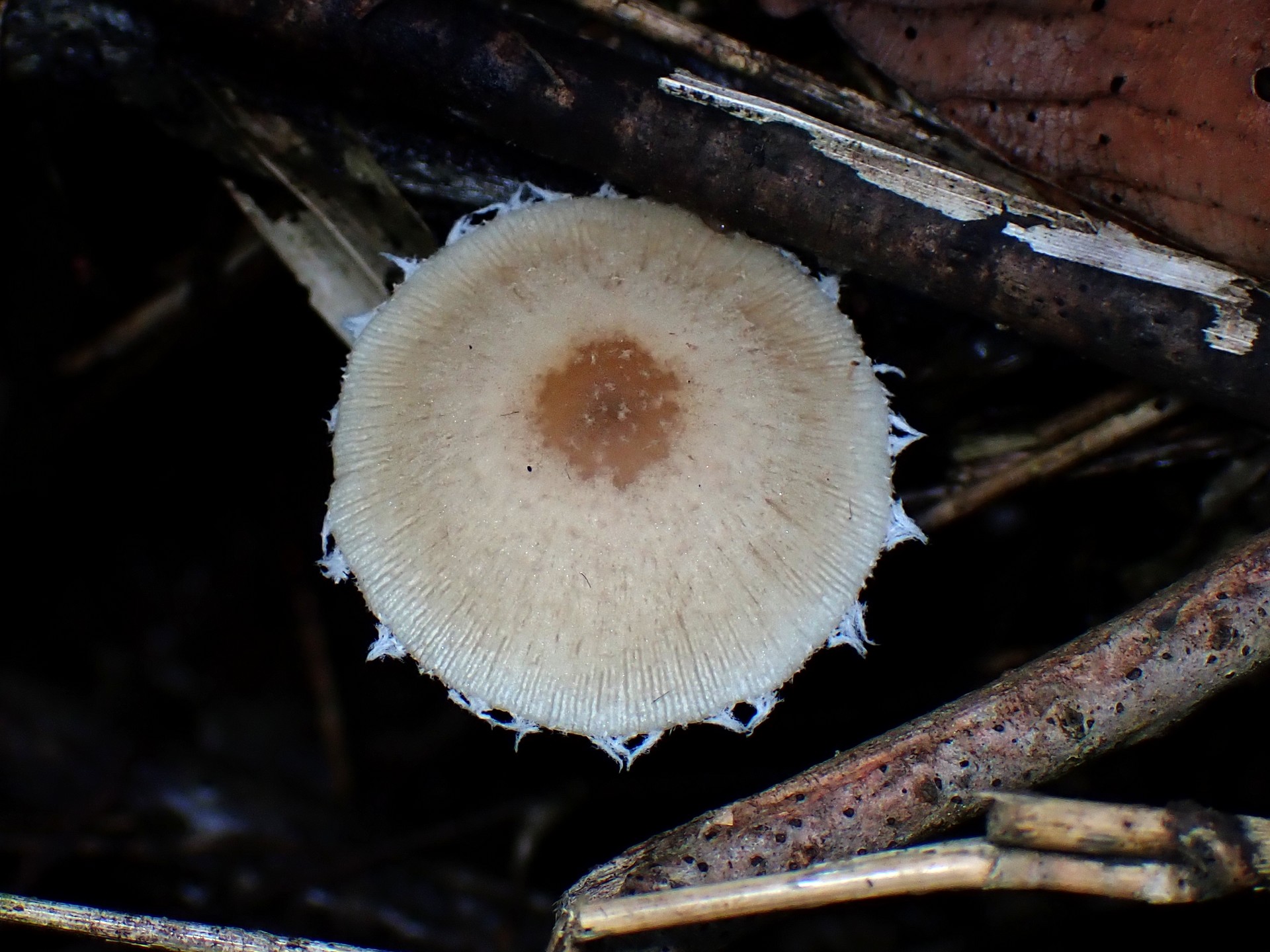 キツネノカラカサのカサ 綿付き の高画質写真です。横浜市 青葉区 寺家ふるさと村で、2024年6月5日に撮影したものです。