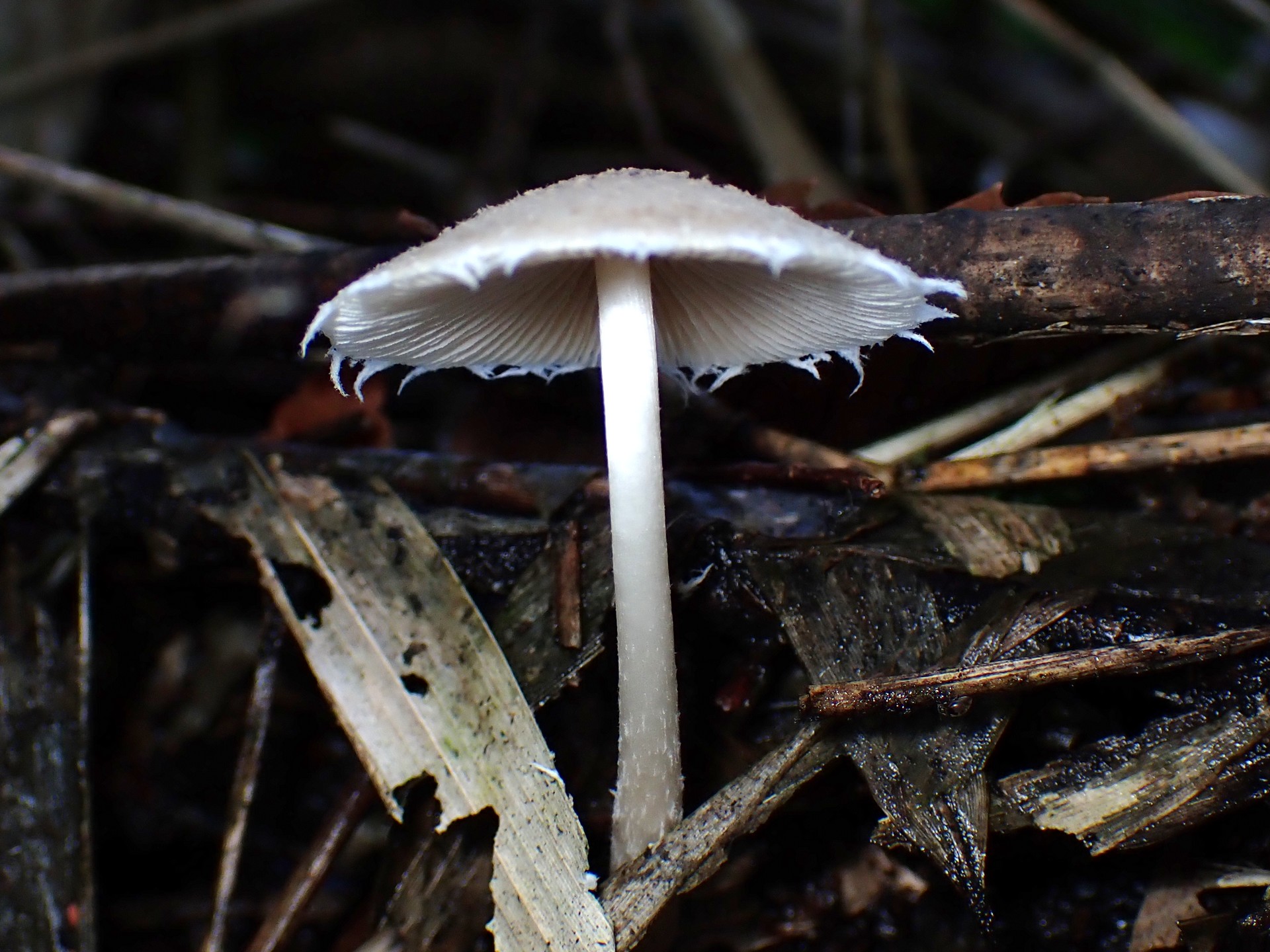 キツネノカラカサの柄 綿付き の高画質写真です。横浜市 青葉区 寺家ふるさと村で、2024年6月5日に撮影したものです。