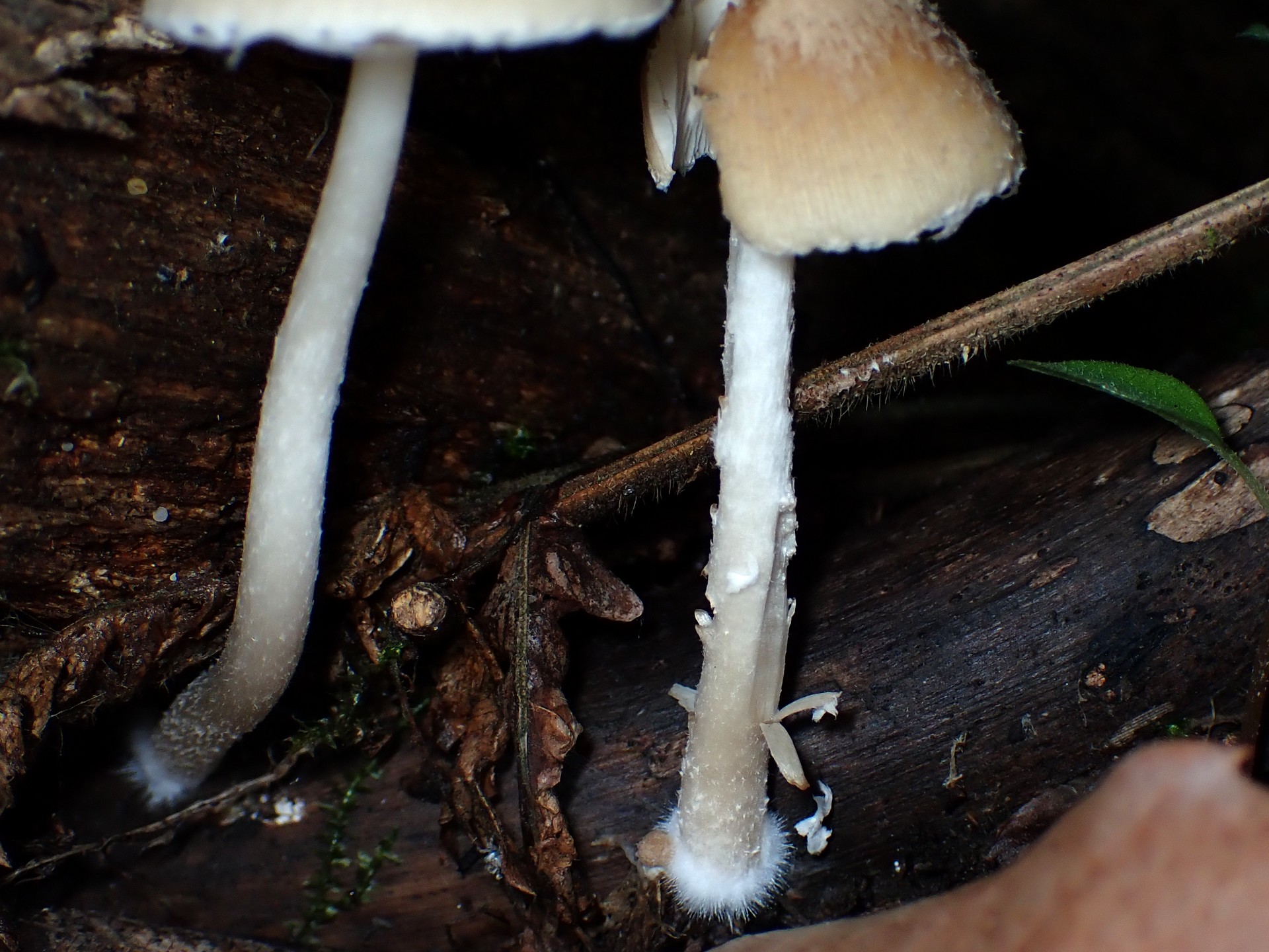 キツネノカラカサの柄 の高画質写真です。横浜市 青葉区 寺家ふるさと村で、2024年6月5日に撮影したものです。