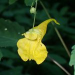 キツリフネの高画質写真です。横浜市で、2024年6月16日に撮影したものです。