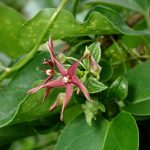 コバノカモメヅルの高画質写真です。横浜市で、2024年6月15日に撮影したものです。