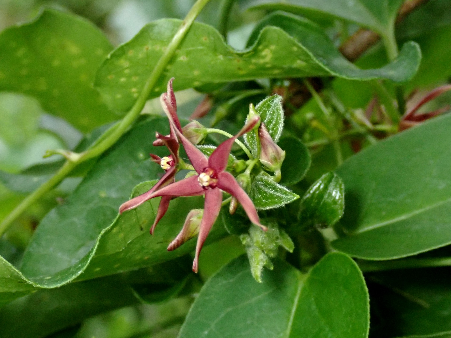 コバノカモメヅルの高画質写真です。横浜市で、2024年6月15日に撮影したものです。