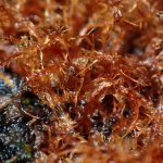 コキララタケ 菌糸マットの 高画質写真です。横浜市で、2024年6月29日に撮影したものです。