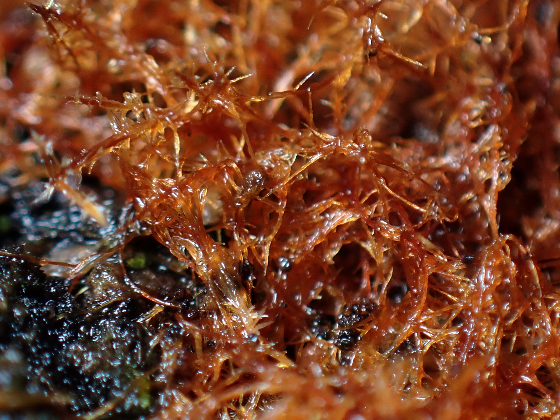 コキララタケ 菌糸マットの 高画質写真です。横浜市で、2024年6月29日に撮影したものです。