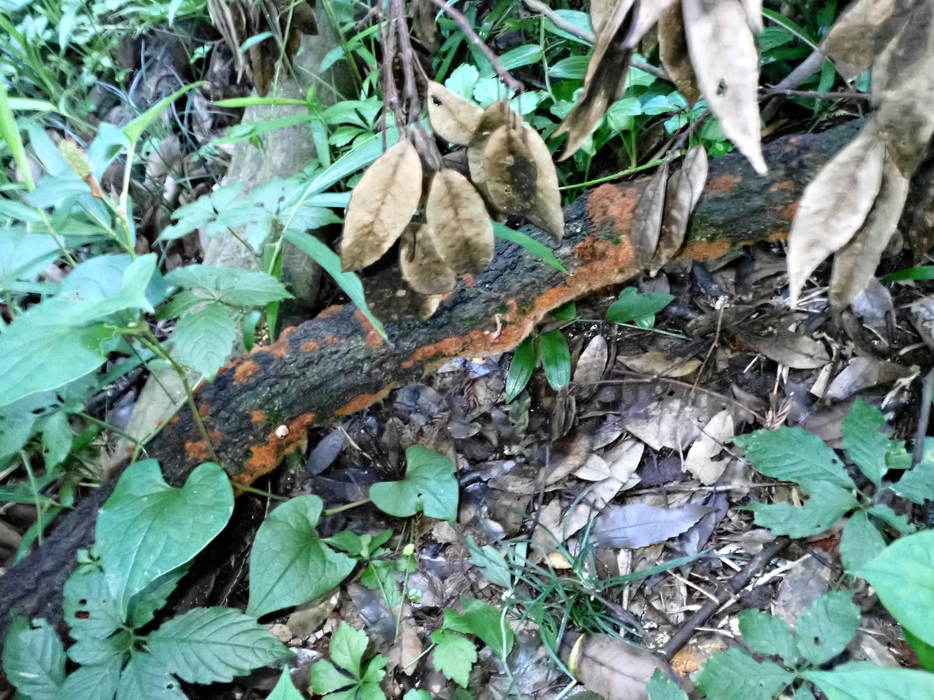 コキララタケ 菌糸マットの 高画質写真です。横浜市で、2024年6月29日に撮影したものです。