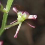 コクランの高画質写真です。横浜市で、2024年6月17日に撮影したものです。