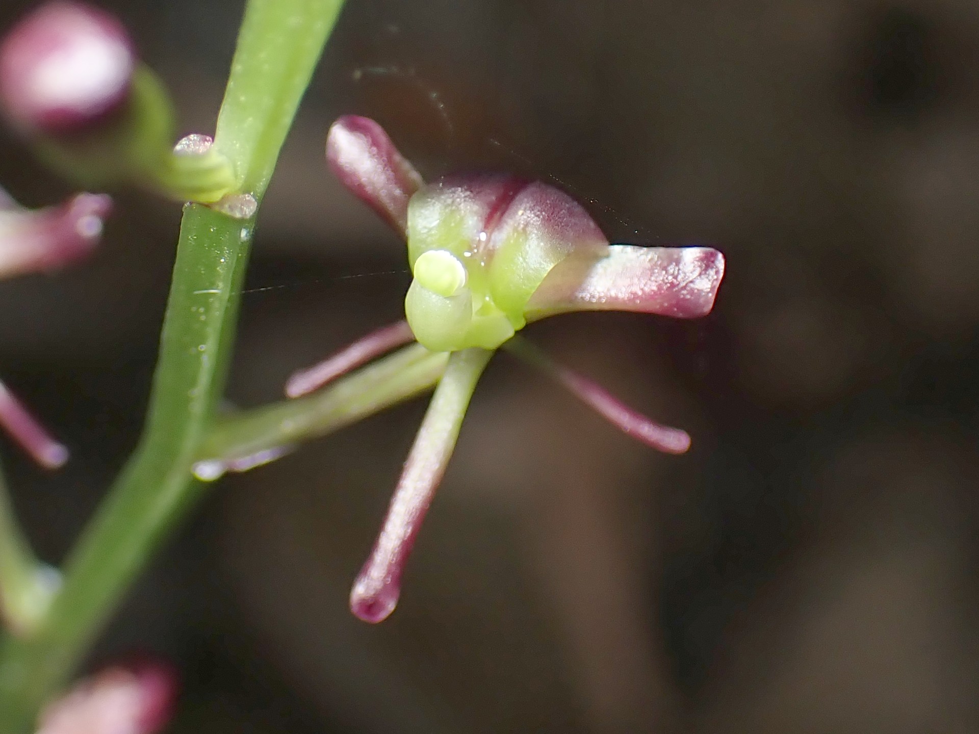 コクランの高画質写真です。横浜市で、2024年6月17日に撮影したものです。