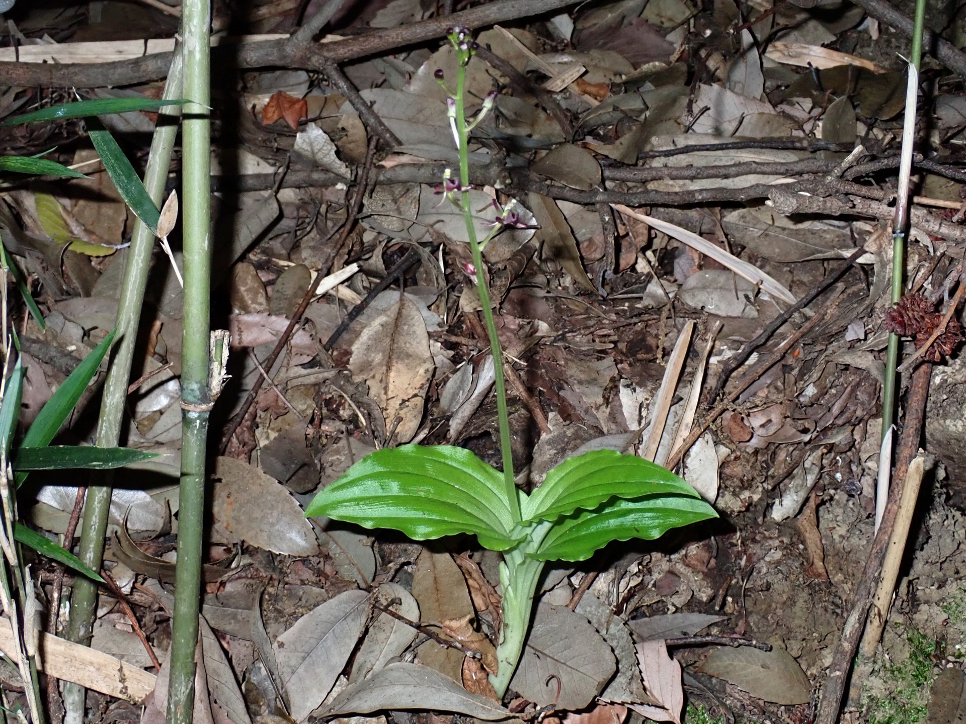 コクランの高画質写真です。横浜市で、2024年6月17日に撮影したものです。