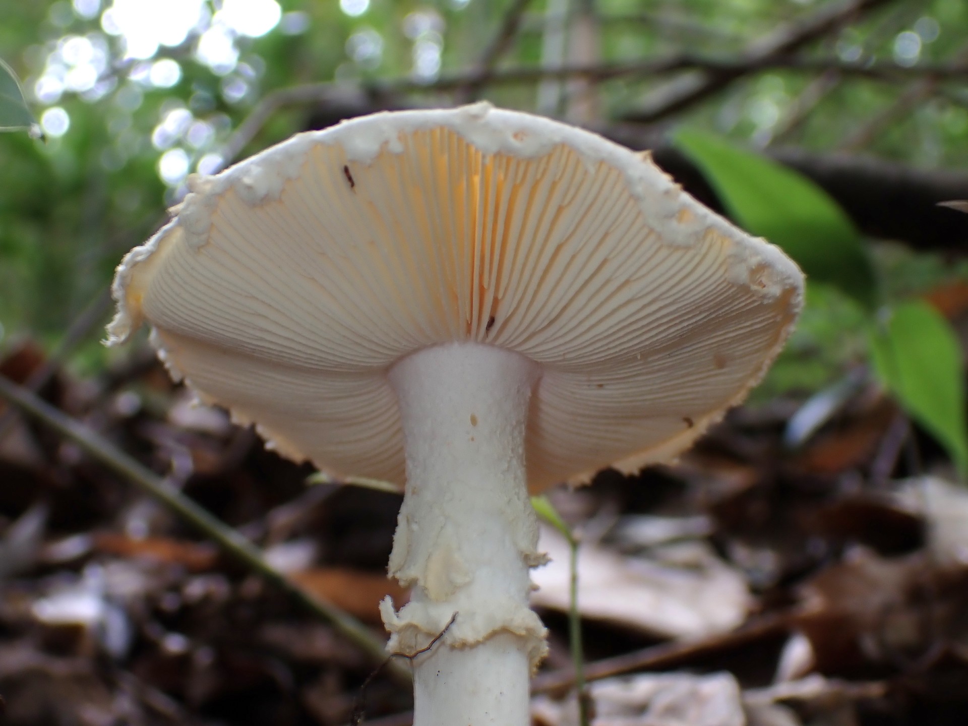 コトヒラシロテングタケの高画質写真です。横浜市で、2024年6月27日に撮影したものです。