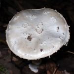 コトヒラシロテングタケの高画質写真です。横浜市で、2024年6月27日に撮影したものです。