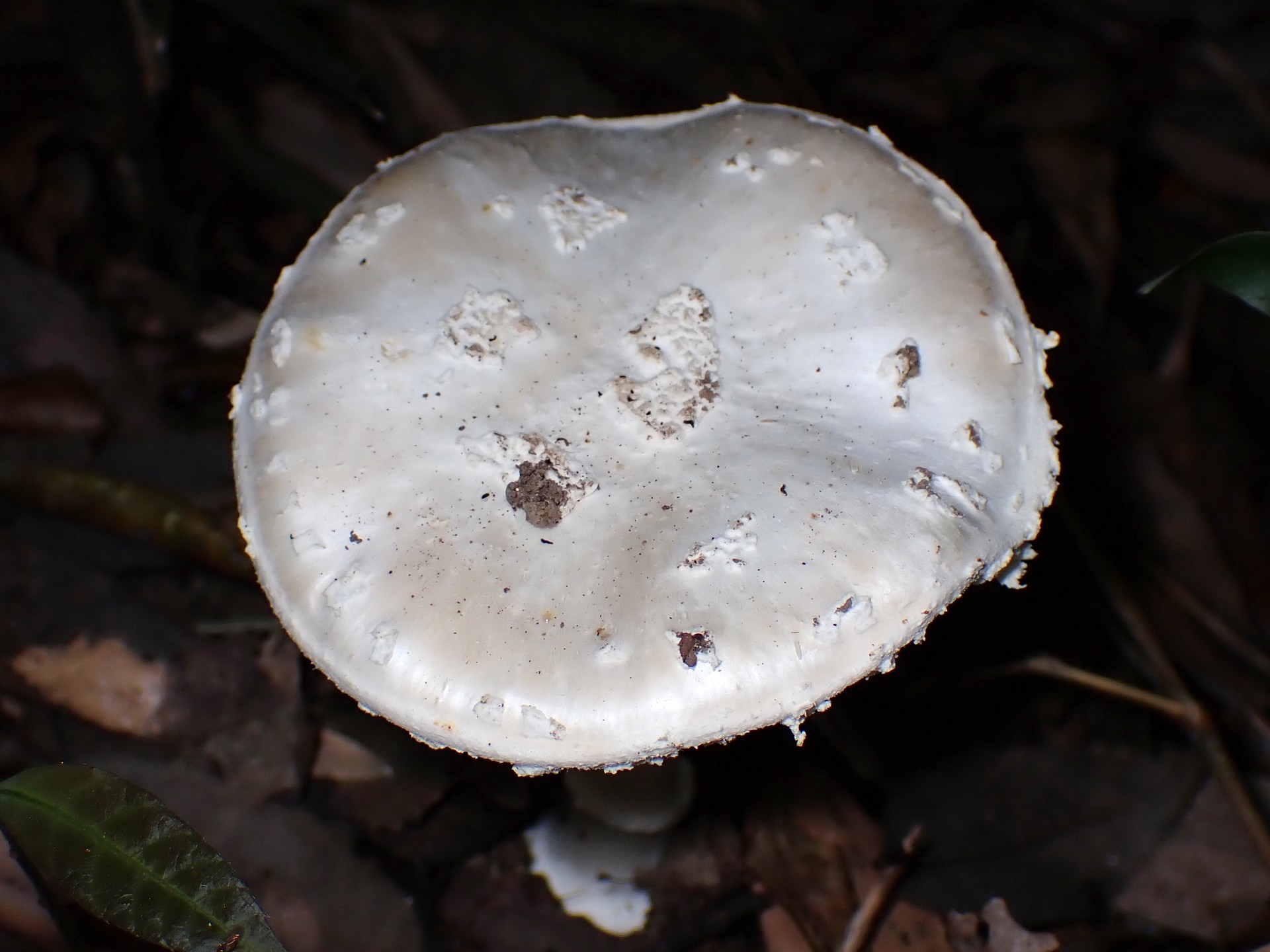 コトヒラシロテングタケの高画質写真です。横浜市で、2024年6月27日に撮影したものです。