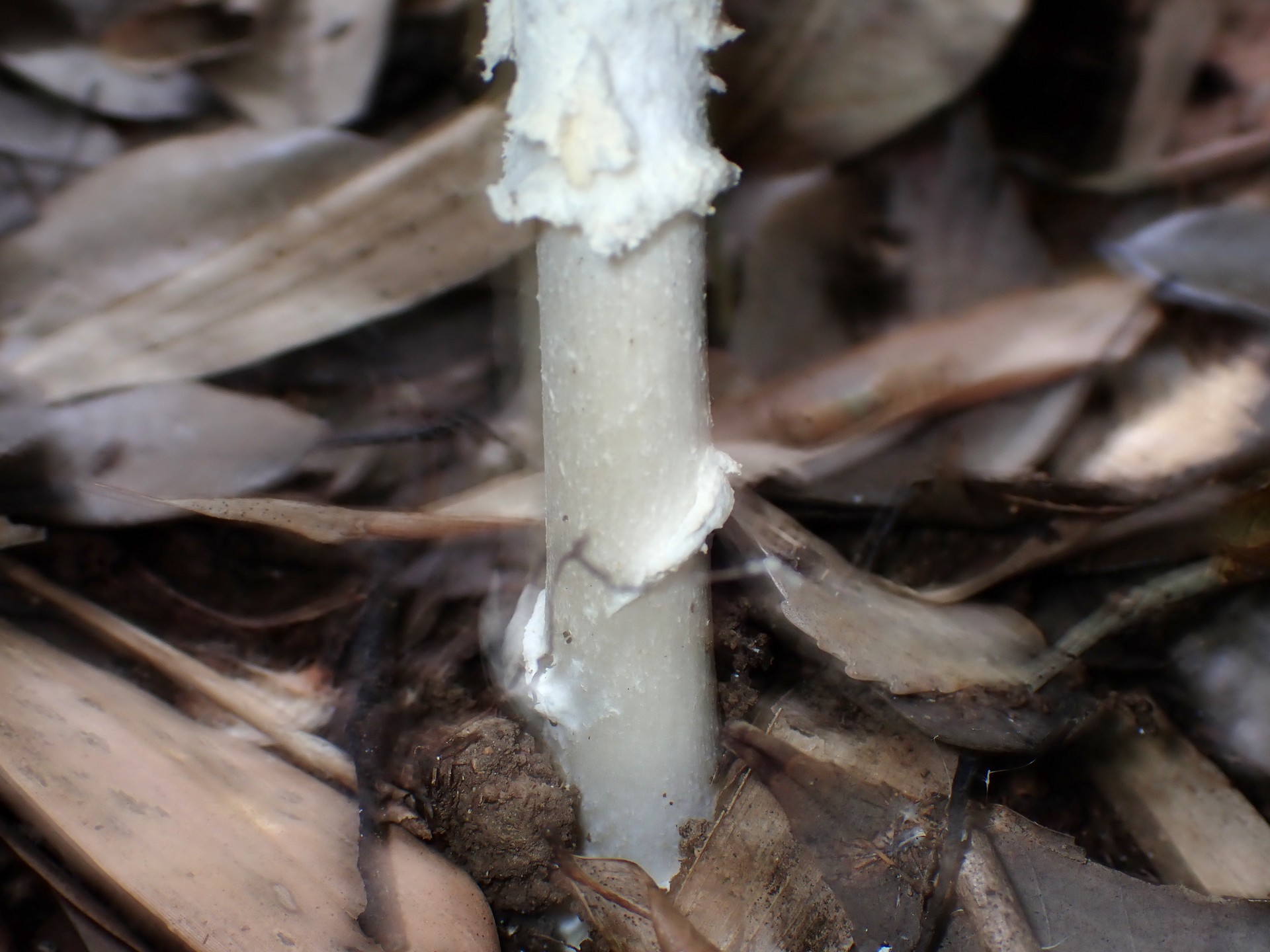 コトヒラシロテングタケの高画質写真です。横浜市で、2024年6月27日に撮影したものです。