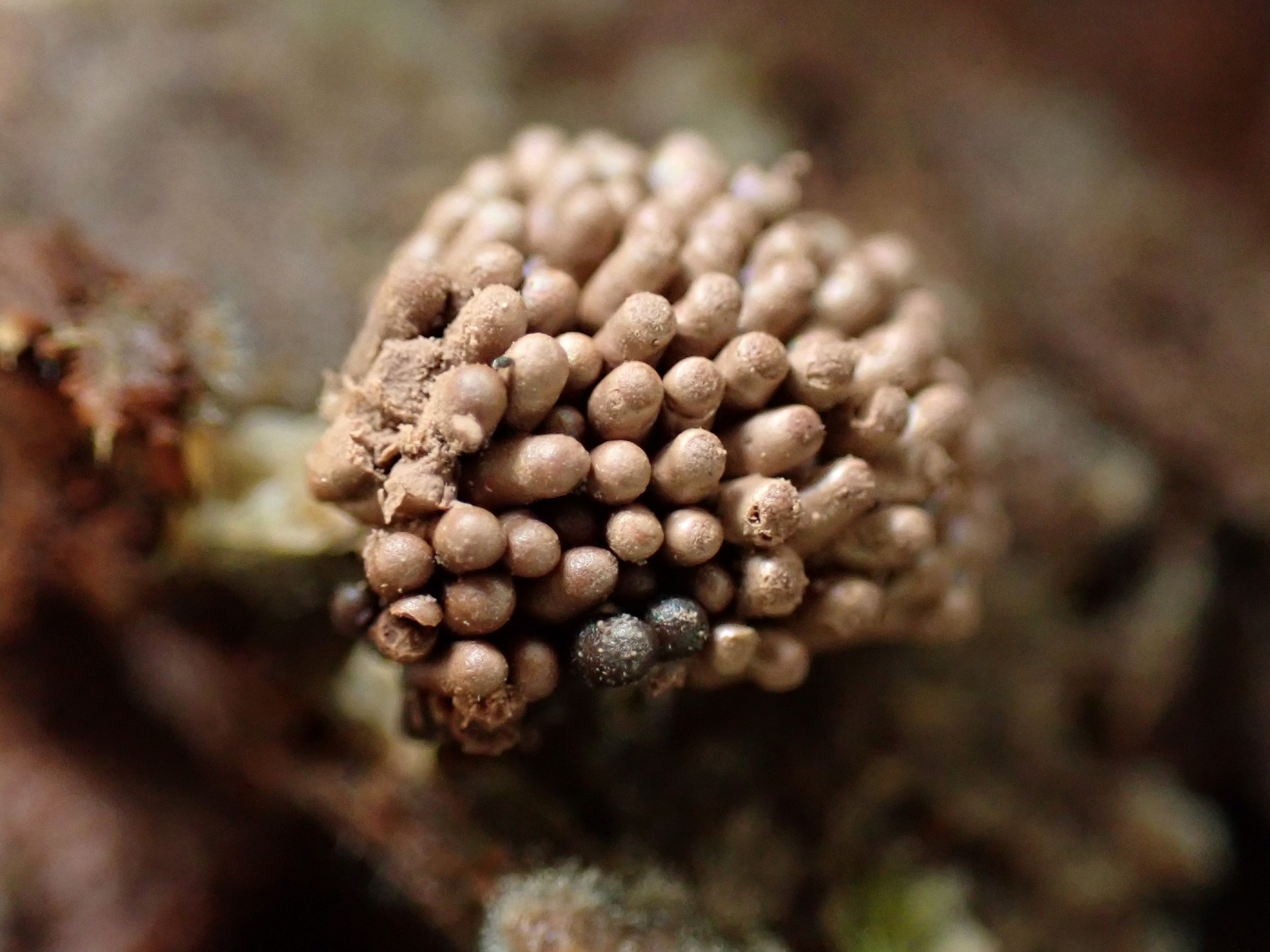 クダホコリ（粘菌）の成熟段階 の高画質写真です。横浜市 青葉区 寺家ふるさと村で、2024年6月6日に撮影したものです。