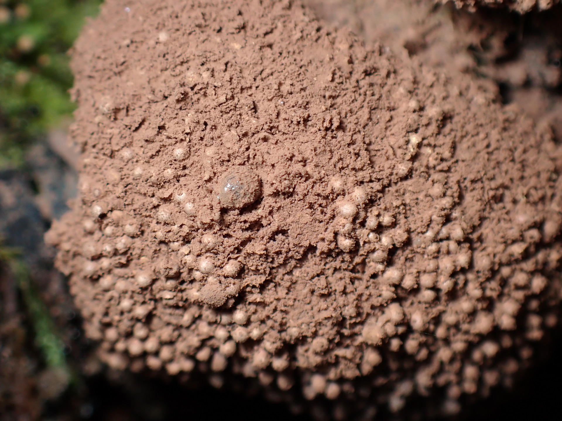 クダホコリ（粘菌）の成熟段階で、胞子を大量に出した後 の高画質写真です。横浜市 青葉区 寺家ふるさと村で、2024年6月6日に撮影したものです。