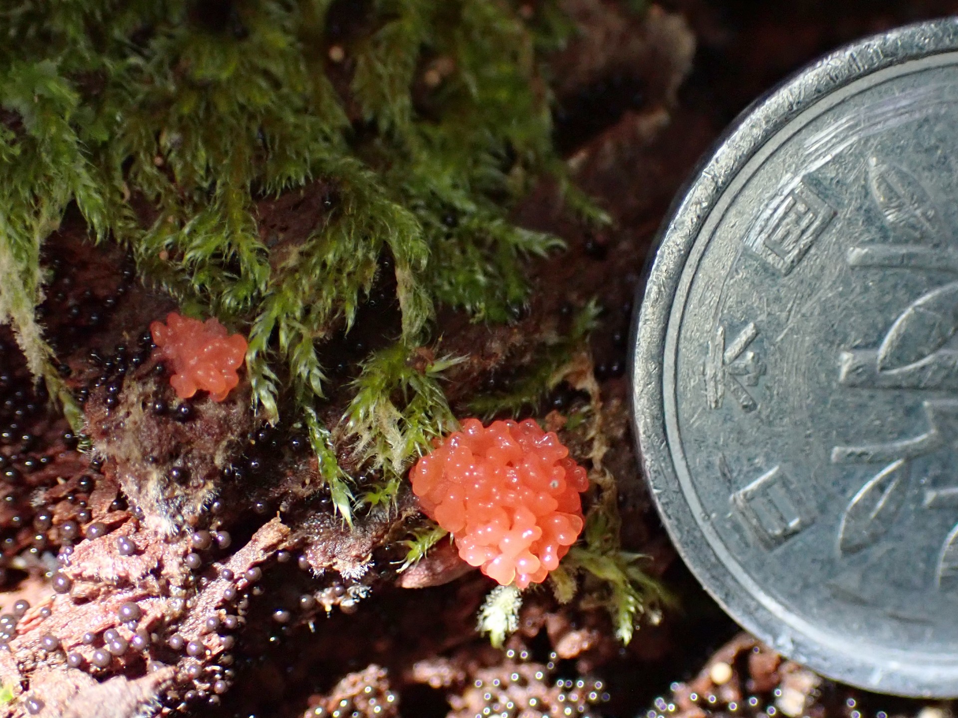 クダホコリ（粘菌）の幼菌 の高画質写真です。大きさが分るよう一円玉を一緒に写しています。横浜市 青葉区 寺家ふるさと村で、2024年6月6日に撮影したものです。