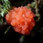 クダホコリ（粘菌）の幼菌 の高画質写真です。横浜市 青葉区 寺家ふるさと村で、2024年6月6日に撮影したものです。