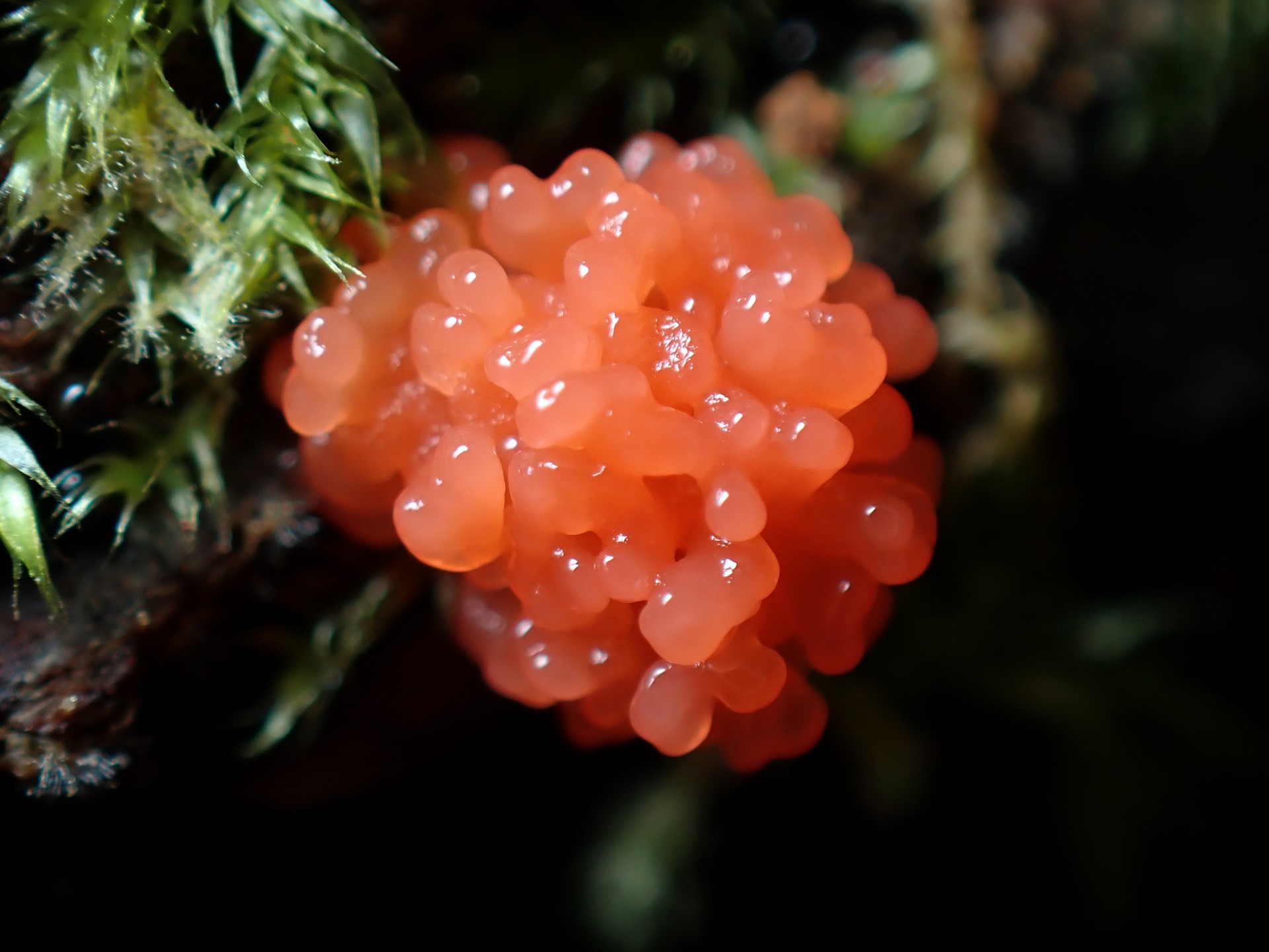 クダホコリ（粘菌）の幼菌 の高画質写真です。横浜市 青葉区 寺家ふるさと村で、2024年6月6日に撮影したものです。