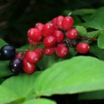 クマヤナギの高画質写真です。横浜市で、2024年6月15日に撮影したものです。