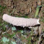 クモタケ の高画質写真です。横浜市で、2024年6月30日に撮影したものです。