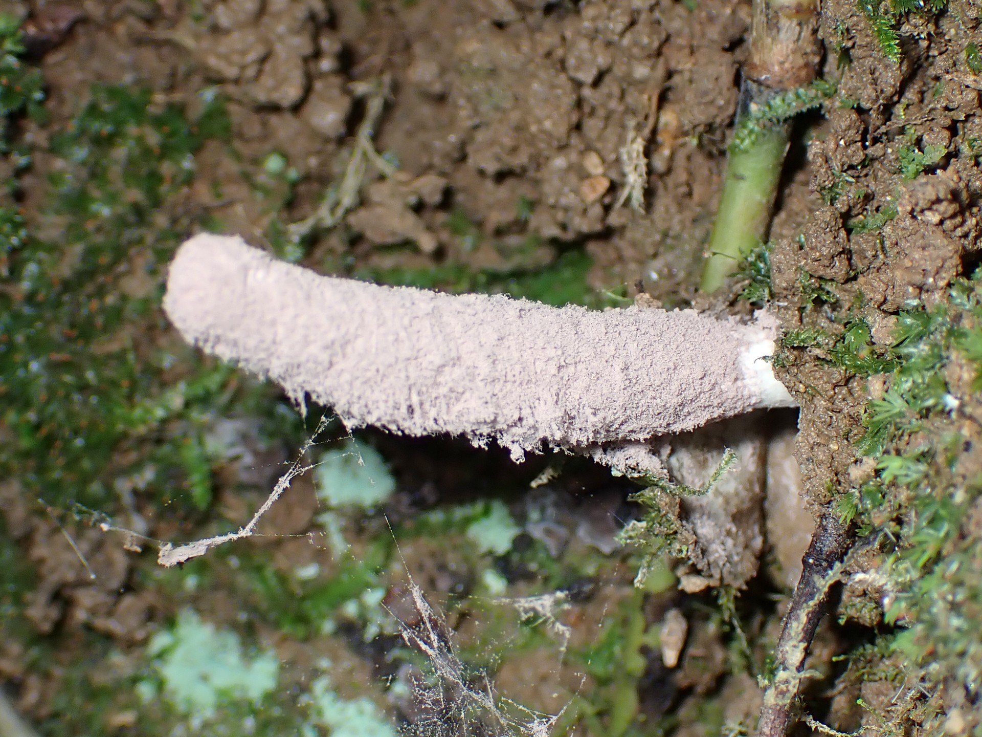 クモタケ の高画質写真です。横浜市で、2024年6月30日に撮影したものです。