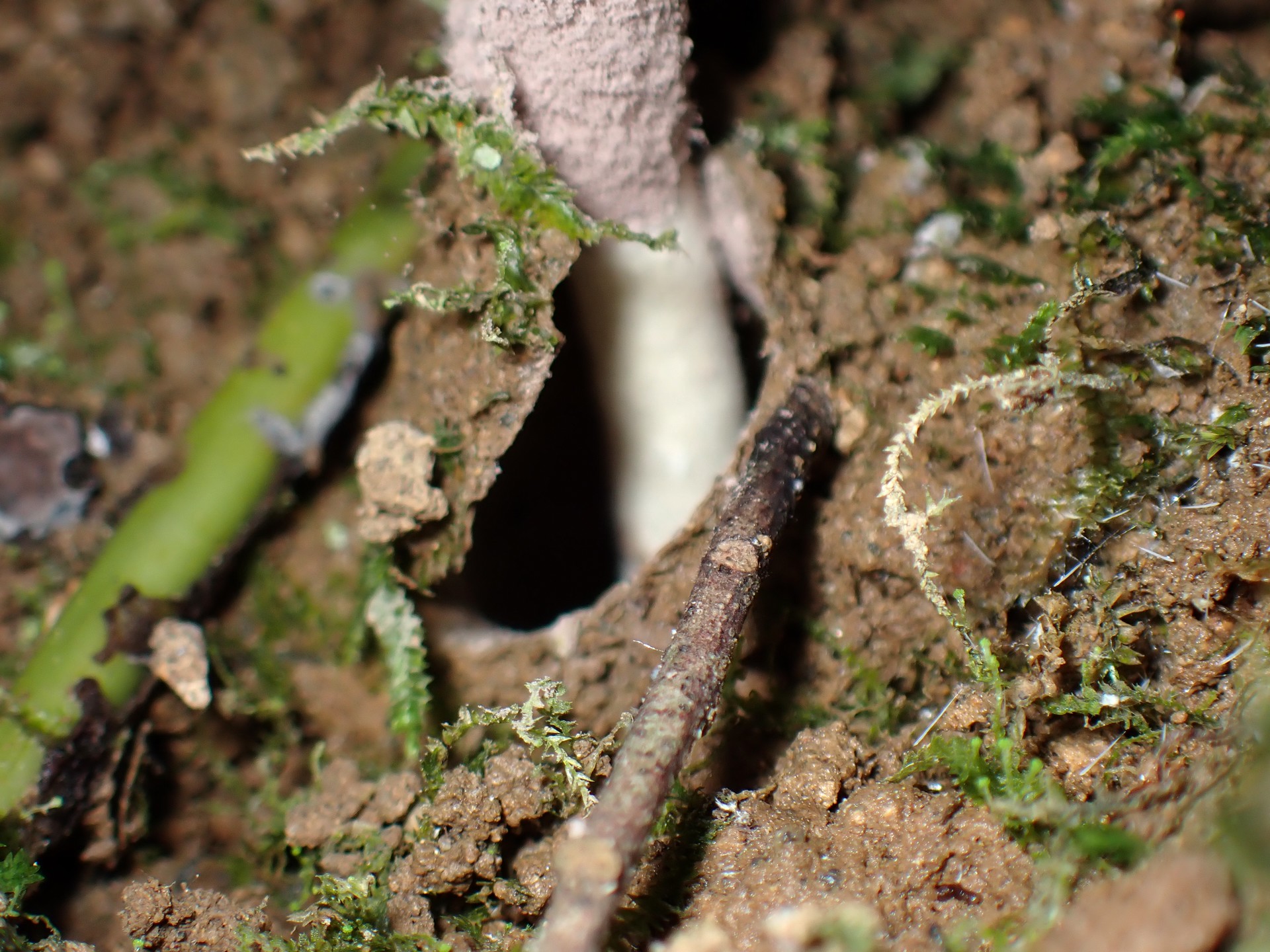 クモタケ の高画質写真です。横浜市で、2024年6月30日に撮影したものです。