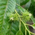 クリ の雌花の写真です。横浜市で、2024年6月22日に撮影したものです。