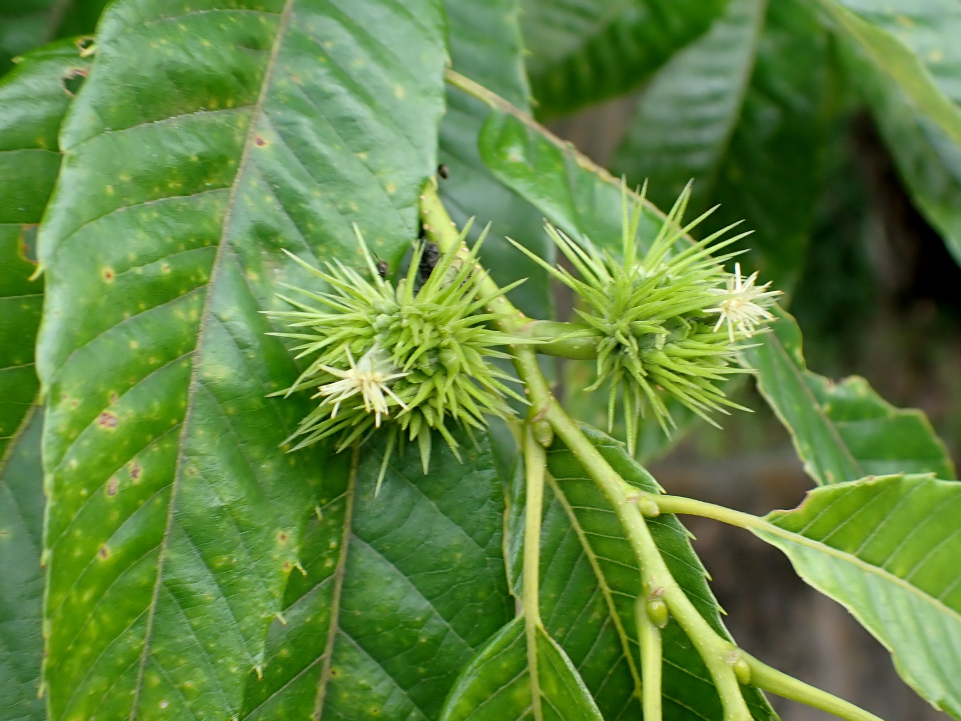 クリ の雌花の写真です。横浜市で、2024年6月22日に撮影したものです。