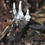 クロサイワイタケの仲間の高画質写真です。横浜市 青葉区 寺家ふるさと村で、2024年5月29日に撮影したものです。