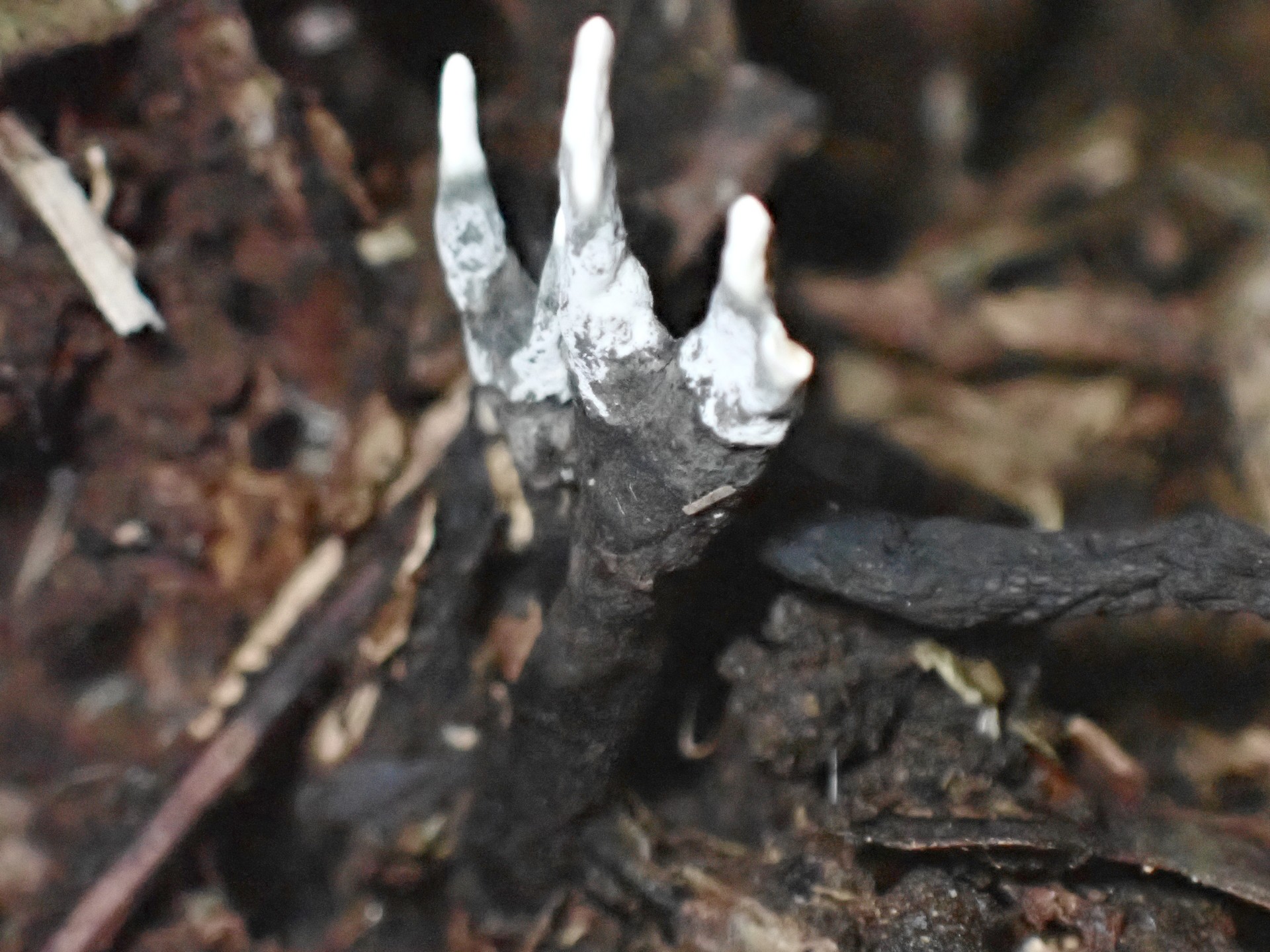クロサイワイタケの仲間の高画質写真です。横浜市 青葉区 寺家ふるさと村で、2024年5月29日に撮影したものです。