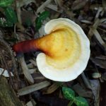 マンネンタケの高画質写真です。横浜市で、2024年6月19日に撮影したものです。