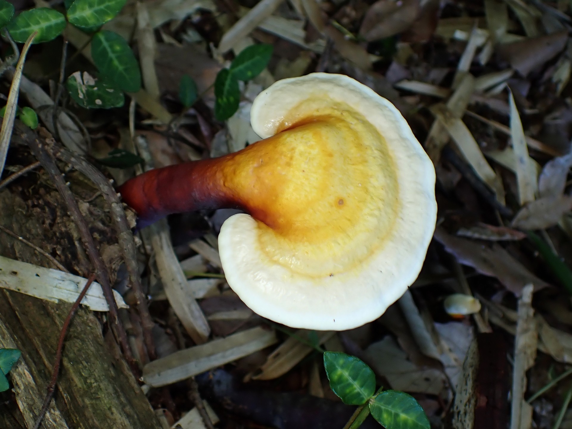 マンネンタケの高画質写真です。横浜市で、2024年6月19日に撮影したものです。