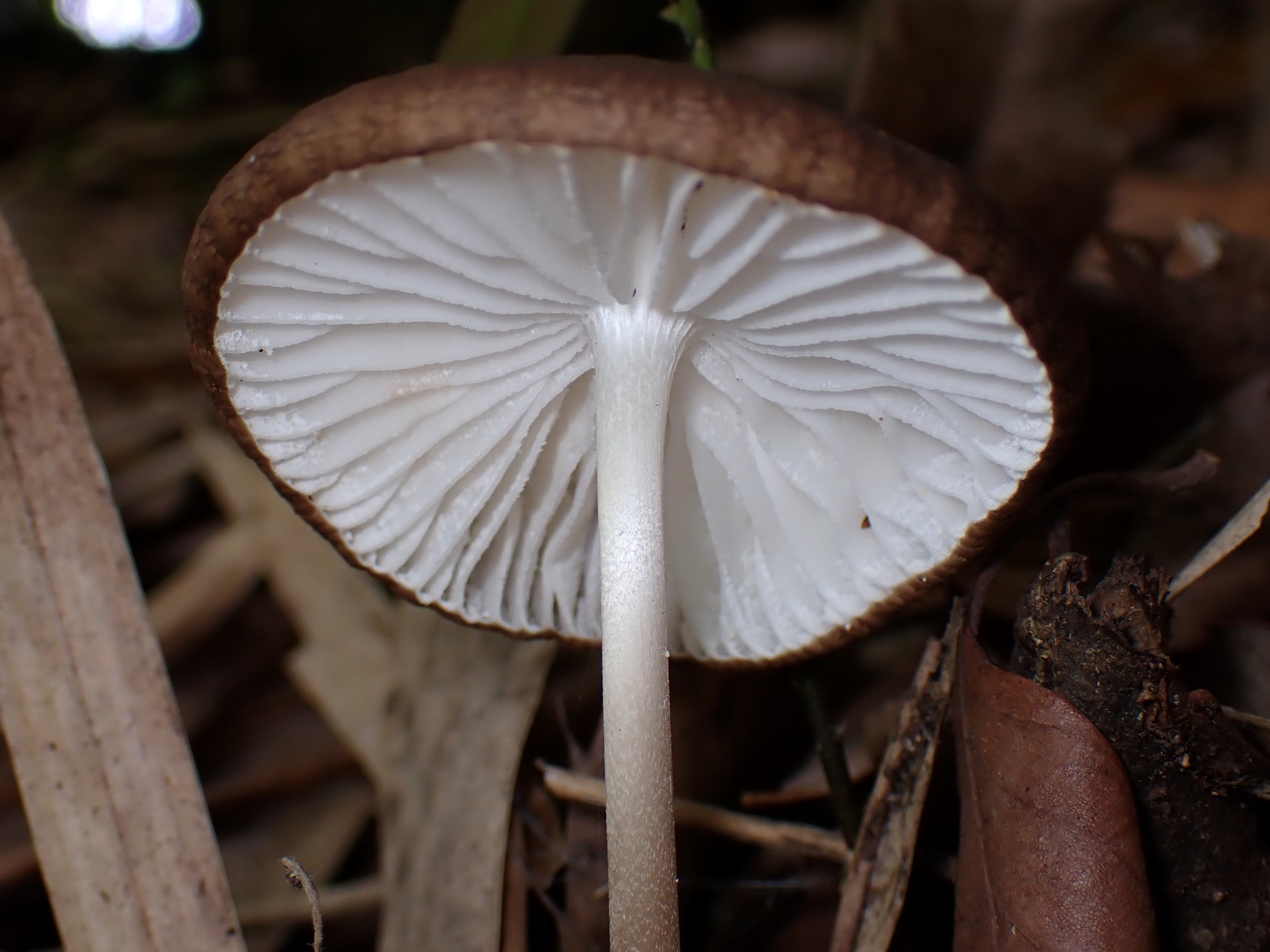 マルミノツエタケのカサの裏の高画質写真です。横浜市 青葉区 寺家ふるさと村で、2024年5月30日に撮影したものです。
