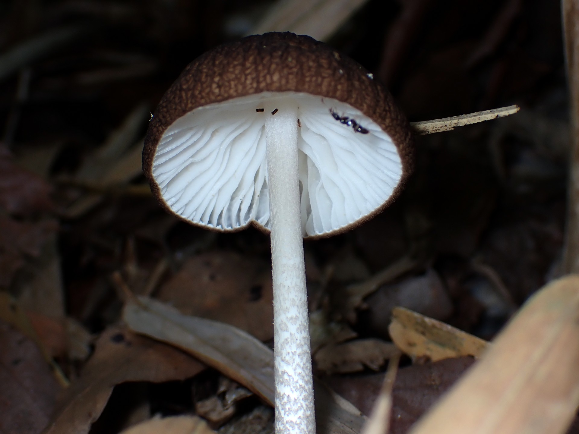 マルミノツエタケのカサの裏の高画質写真です。横浜市 青葉区 寺家ふるさと村で、2024年5月30日に撮影したものです。
