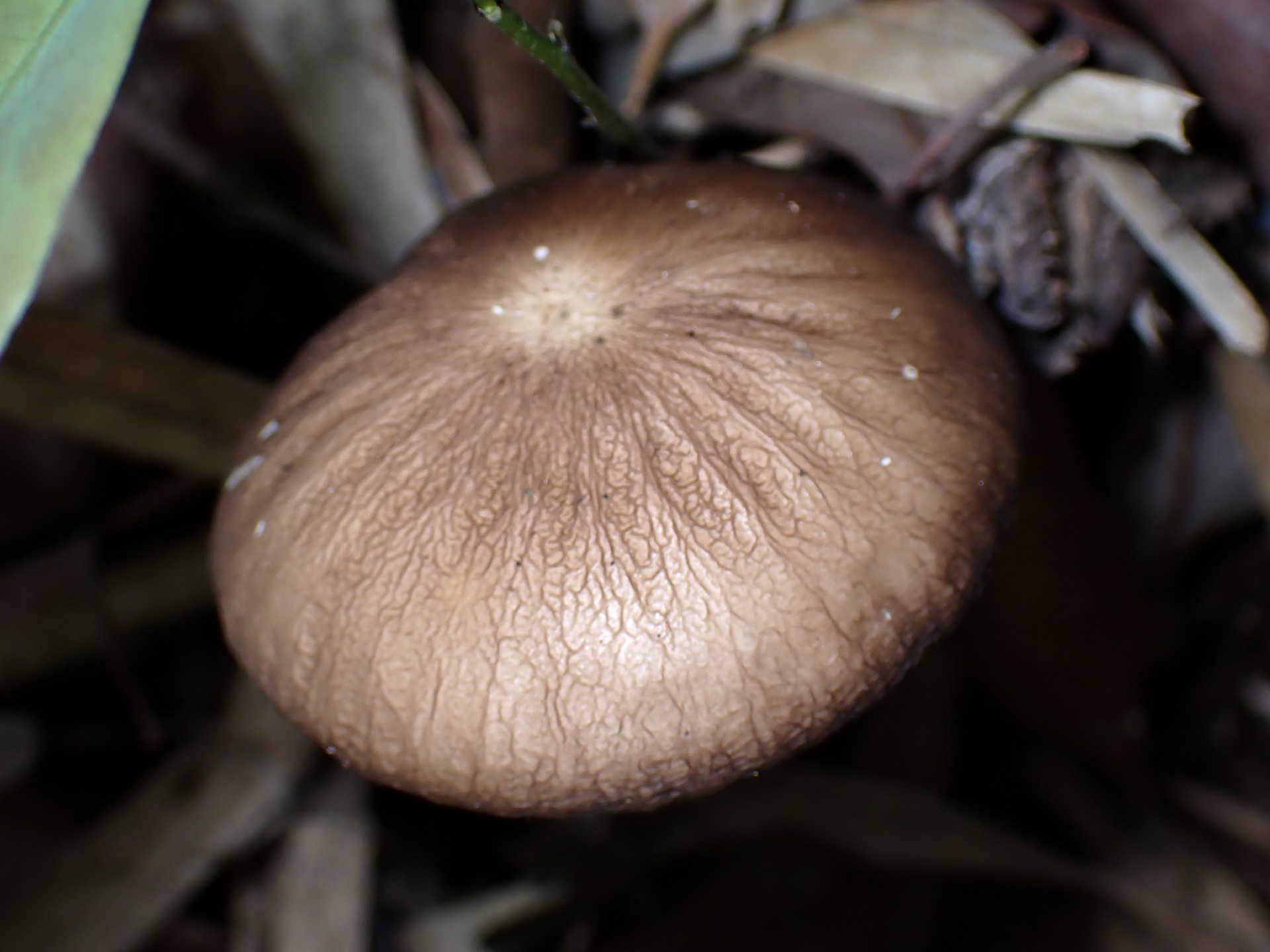 マルミノツエタケ の高画質写真です。横浜市 青葉区 寺家ふるさと村で、2024年5月30日に撮影したものです。