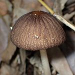 マルミノツエタケ の高画質写真です。横浜市 青葉区 寺家ふるさと村で、2024年5月30日に撮影したものです。