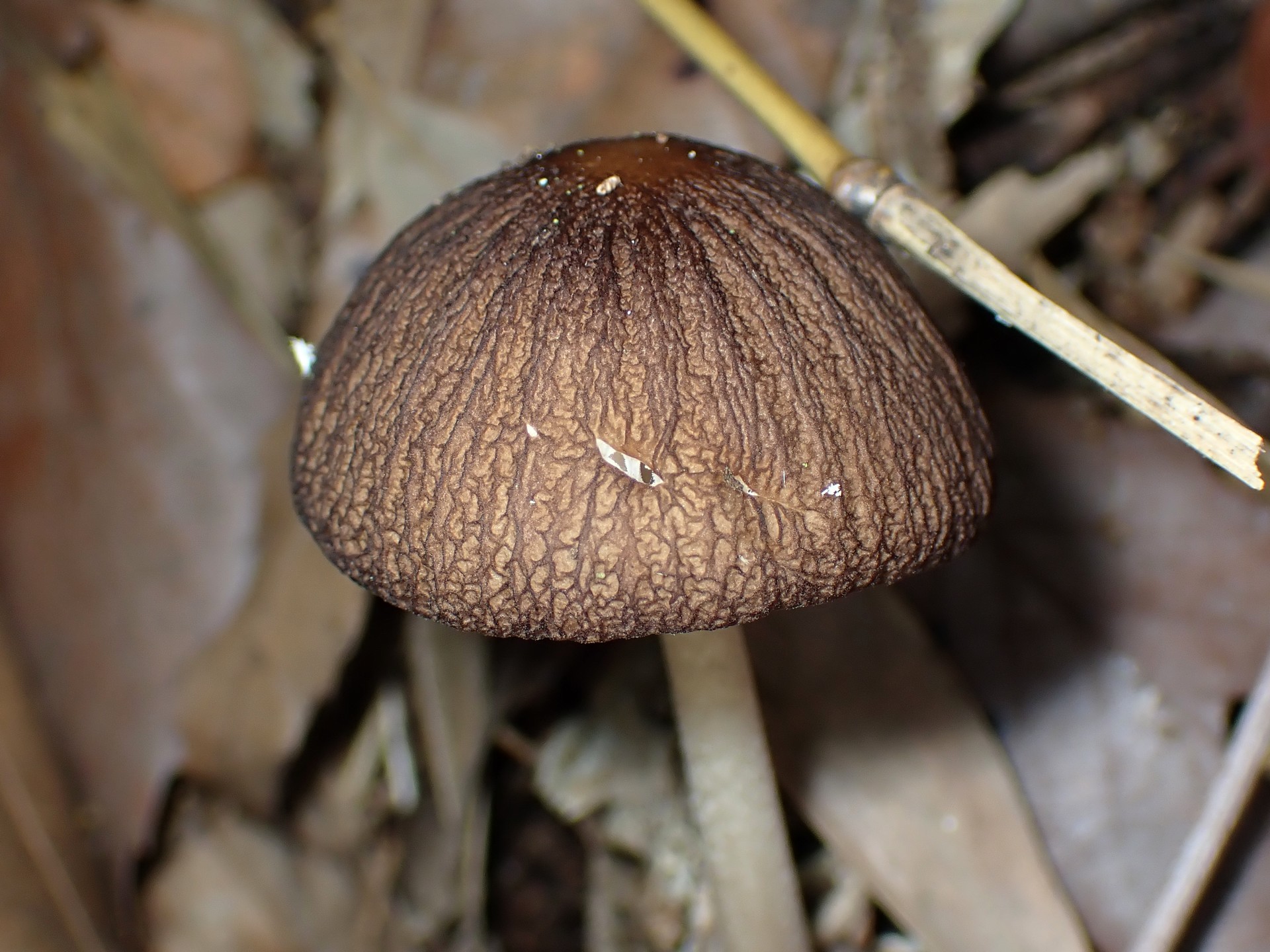 マルミノツエタケ の高画質写真です。横浜市 青葉区 寺家ふるさと村で、2024年5月30日に撮影したものです。