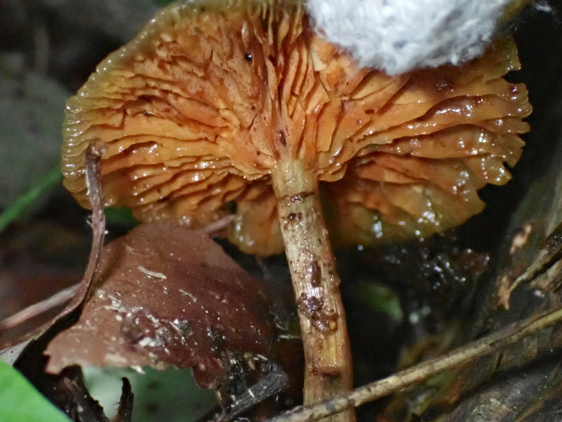 ミドリスギタケのカサの裏 の高画質写真です。横浜市 青葉区 寺家ふるさと村で、2024年5月29日に撮影したものです。