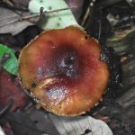 ミドリスギタケ の高画質写真です。横浜市 青葉区 寺家ふるさと村で、2024年5月29日に撮影したものです。