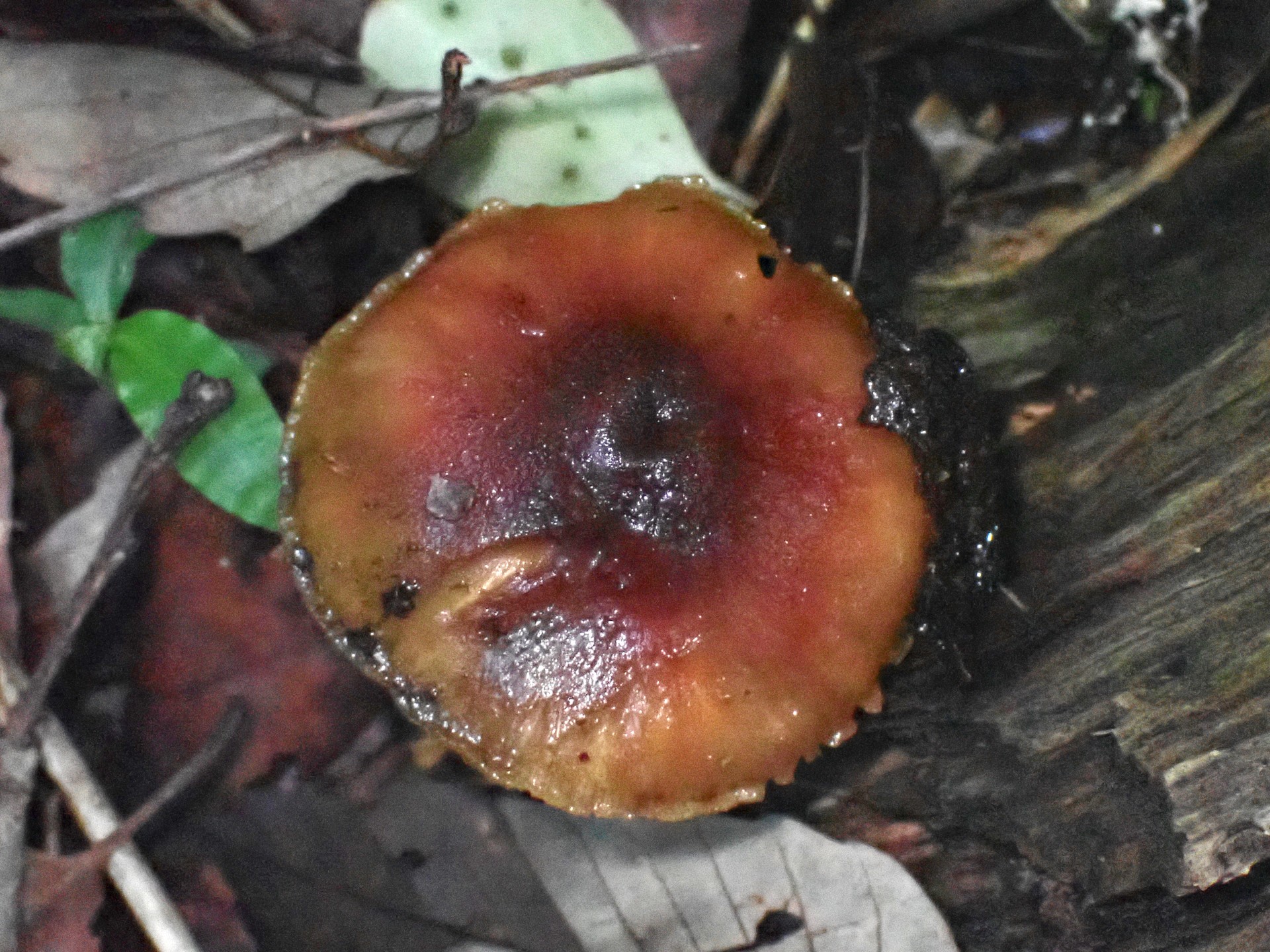 ミドリスギタケ の高画質写真です。横浜市 青葉区 寺家ふるさと村で、2024年5月29日に撮影したものです。